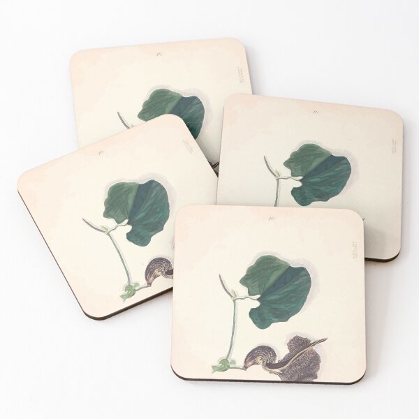 Item preview, Brazilian flowers drawn from nature in the years 1880 to 1882 in the neighbourhood of Rio de Janeiro E H Norton 043 designed and sold by WetdryvacRB01.