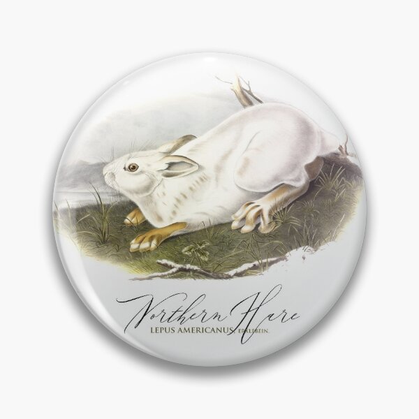 Item preview, Beautiful Bunny: Northern Hare by J.J.Audubon from 1843 designed and sold by ebrawne.