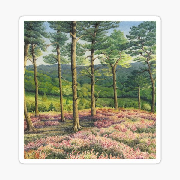 Evening Sun, Surrey Hills Pine Trees Sticker