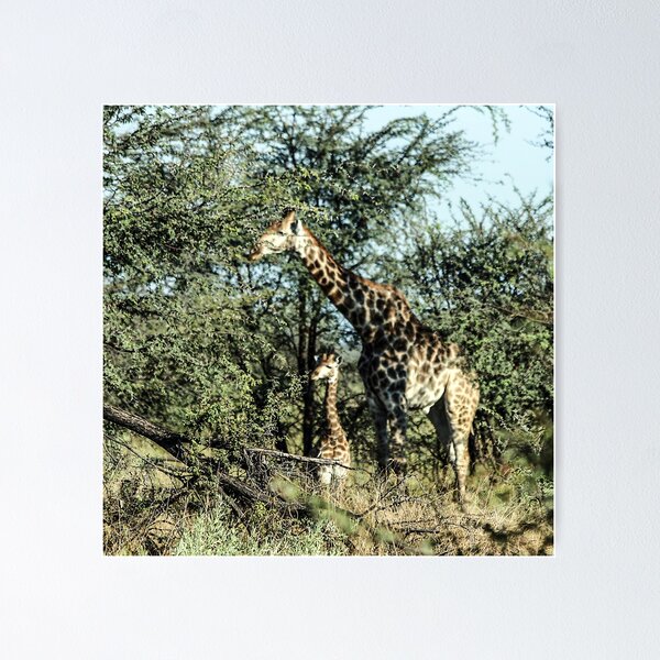Item preview, Giraffe Mother and Calf. South Africa. designed and sold by KarenZuk.