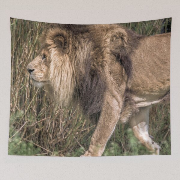 Item preview, The Focused Lion designed and sold by Steven Jodoin.