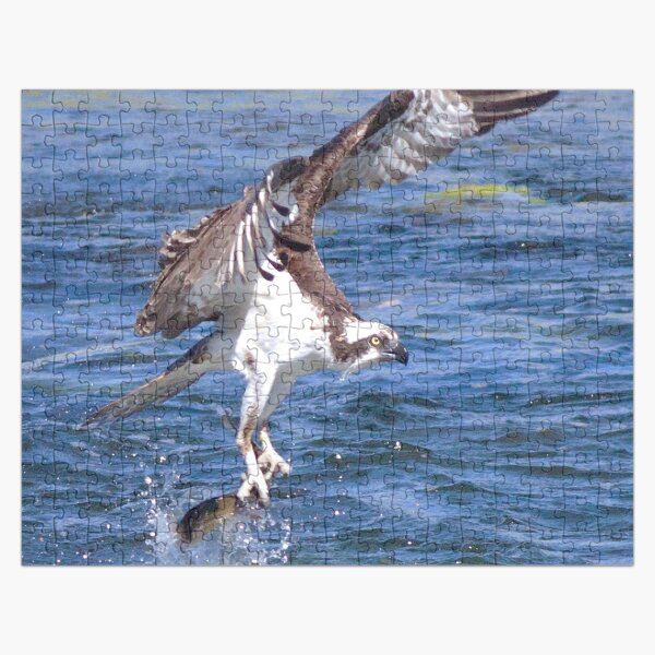 Watercolor Bird, Osprey 12, Yellowstone, Wyoming Jigsaw Puzzle
