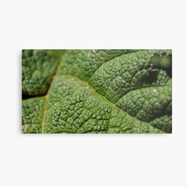 Macro Leaf Metal Print