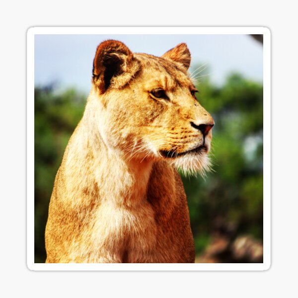 Item preview, Guarding Lioness designed and sold by OMGaZombieKing.