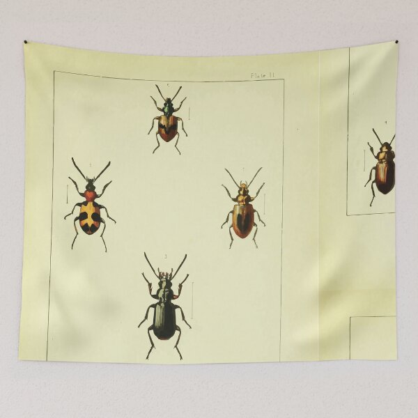 Item preview, British beetles an introduction to the study of our indigenous Coleoptera by Edward Caldwell Rye 1866 310 designed and sold by WetdryvacRB01.