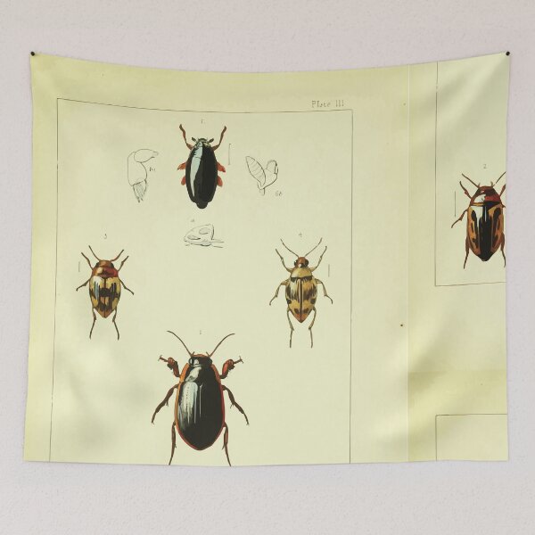 Item preview, British beetles an introduction to the study of our indigenous Coleoptera by Edward Caldwell Rye 1866 314 designed and sold by WetdryvacRB01.