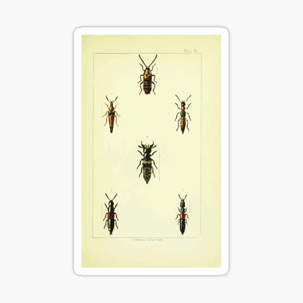 Item preview, British beetles an introduction to the study of our indigenous Coleoptera by Edward Caldwell Rye 1866 318 designed and sold by WetdryvacRB01.