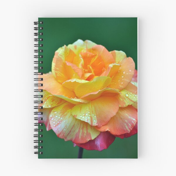 Item preview, Orange hybrid tea rose designed and sold by perlphoto.