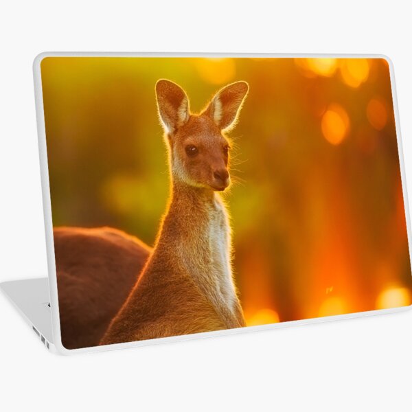Sunset Joey, Yanchep National Park Laptop Skin