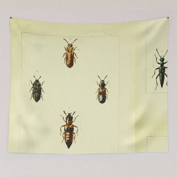 Item preview, British beetles an introduction to the study of our indigenous Coleoptera by Edward Caldwell Rye 1866 322 designed and sold by WetdryvacRB01.