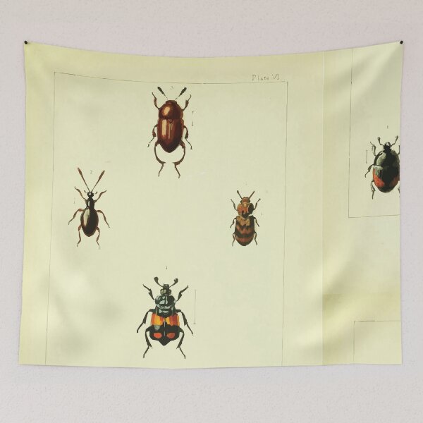 Item preview, British beetles an introduction to the study of our indigenous Coleoptera by Edward Caldwell Rye 1866 326 designed and sold by WetdryvacRB01.