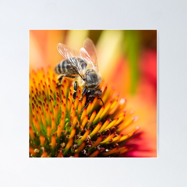 Fleissige Biene auf Echinacea Blüte Poster