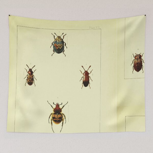 Item preview, British beetles an introduction to the study of our indigenous Coleoptera by Edward Caldwell Rye 1866 330 designed and sold by WetdryvacRB01.