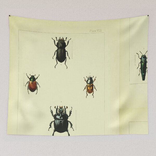 Item preview, British beetles an introduction to the study of our indigenous Coleoptera by Edward Caldwell Rye 1866 334 designed and sold by WetdryvacRB01.