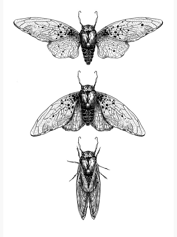 Impression Rigide Cigale Dessin Au Trait Par Art Consulate Redbubble Impression Rigide Cigale Dessin Au Trait Par Art Consulate Redbubble
