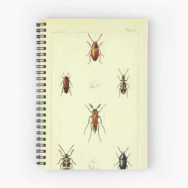 Item preview, British beetles an introduction to the study of our indigenous Coleoptera by Edward Caldwell Rye 1866 342 designed and sold by WetdryvacRB01.