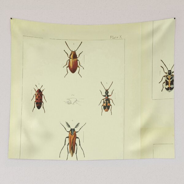 Item preview, British beetles an introduction to the study of our indigenous Coleoptera by Edward Caldwell Rye 1866 342 designed and sold by WetdryvacRB01.