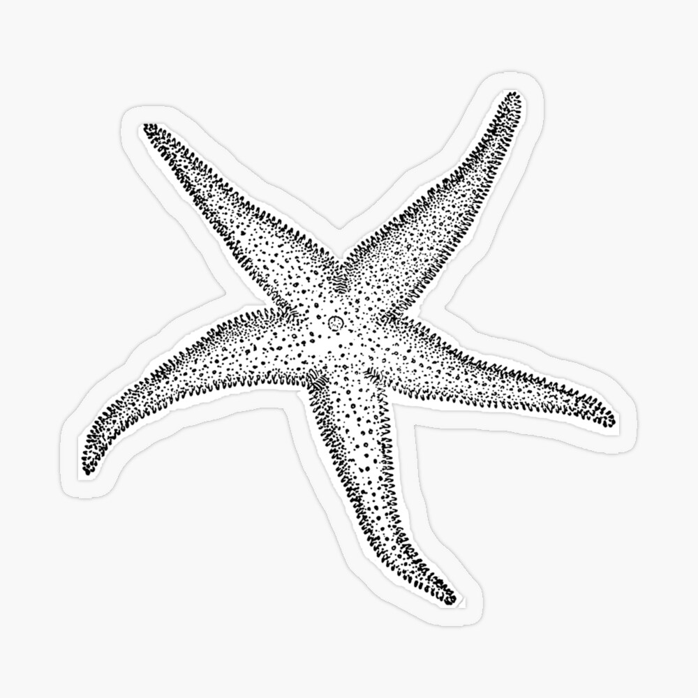 Small P.I. Starfish - Sea Stars - California Seashell Company
