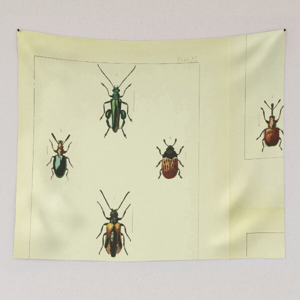 Item preview, British beetles an introduction to the study of our indigenous Coleoptera by Edward Caldwell Rye 1866 346 designed and sold by WetdryvacRB01.