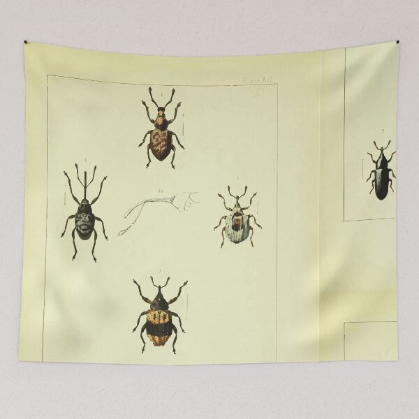Item preview, British beetles an introduction to the study of our indigenous Coleoptera by Edward Caldwell Rye 1866 350 designed and sold by WetdryvacRB01.