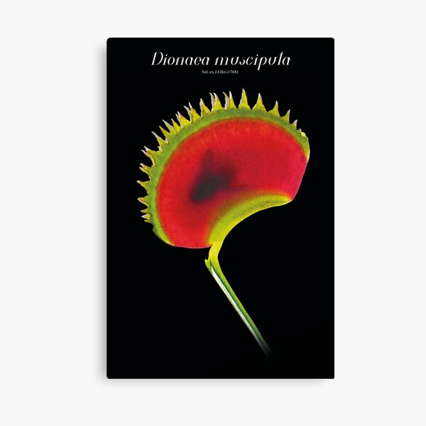 Dionaea muscipula Canvas Print