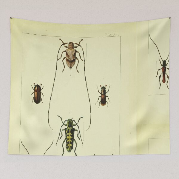 Item preview, British beetles an introduction to the study of our indigenous Coleoptera by Edward Caldwell Rye 1866 354 designed and sold by WetdryvacRB01.