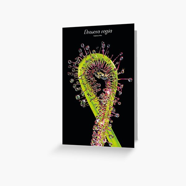 Drosera regia Greeting Card