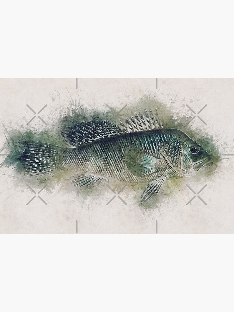 Sea Bass Watercolor Art for the Fishing Lovers and Anglers / Gifts for  Fisherman | Poster