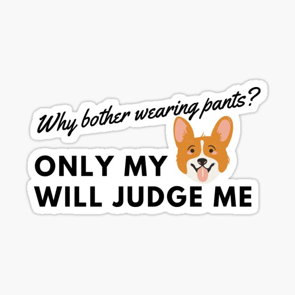 corgi wearing pants