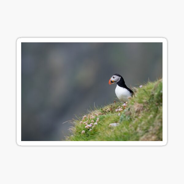 North Atlantic puffin Sticker