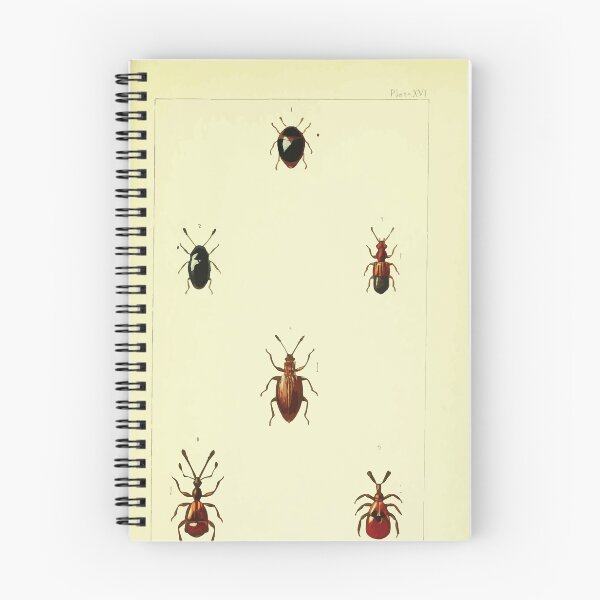 Item preview, British beetles an introduction to the study of our indigenous Coleoptera by Edward Caldwell Rye 1866 366 designed and sold by WetdryvacRB01.