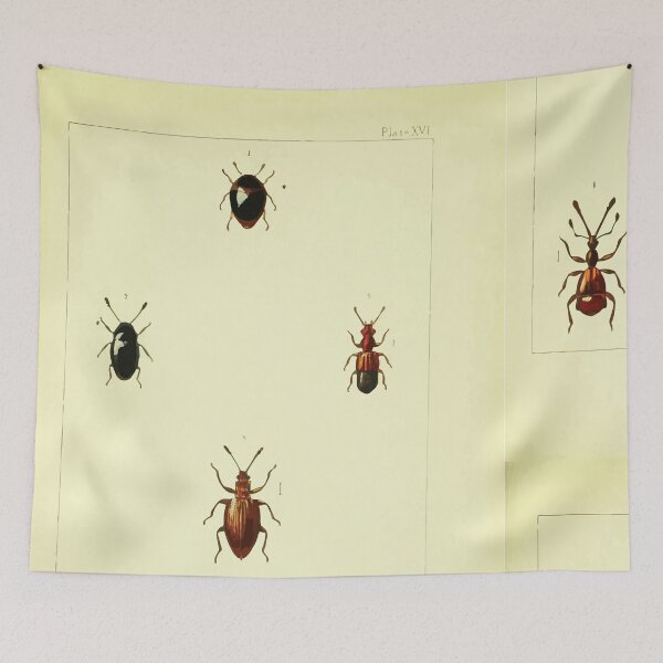 Item preview, British beetles an introduction to the study of our indigenous Coleoptera by Edward Caldwell Rye 1866 366 designed and sold by WetdryvacRB01.