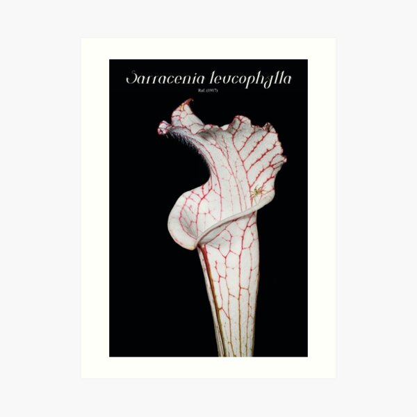 Sarracenia leucophylla Art Print