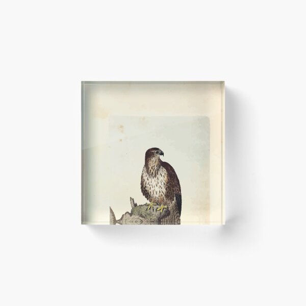 Item preview, British ornithology  being the history with a coloured representation of every known species of British birds George Graves 1821 003 designed and sold by WetdryvacRB01.