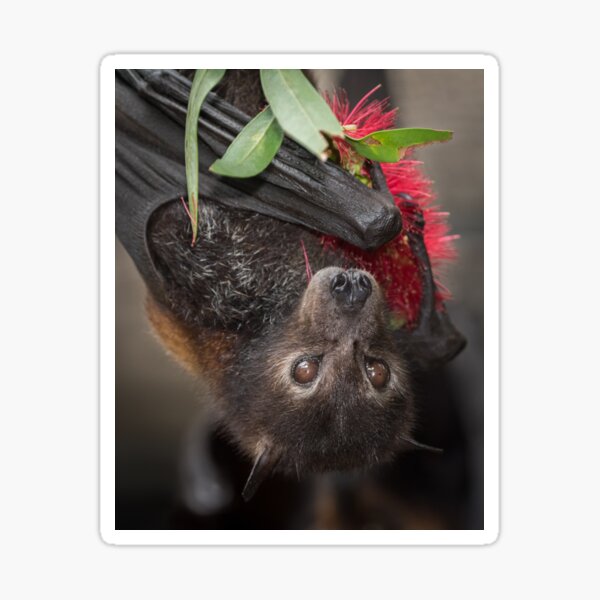 Black Flying Fox with Bottlebrush Flower Sticker