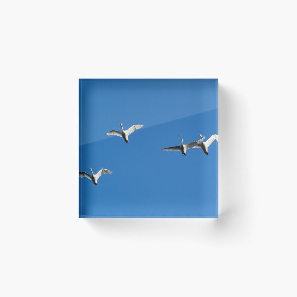 Item preview, What about social distancing. Whooper swan designed and sold by Jouko Lehto Photography.