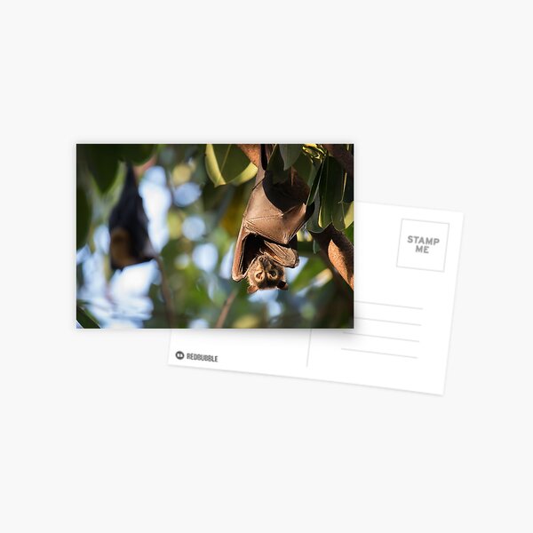 Spectacled Flying Fox Catching Setting Sun Postcard