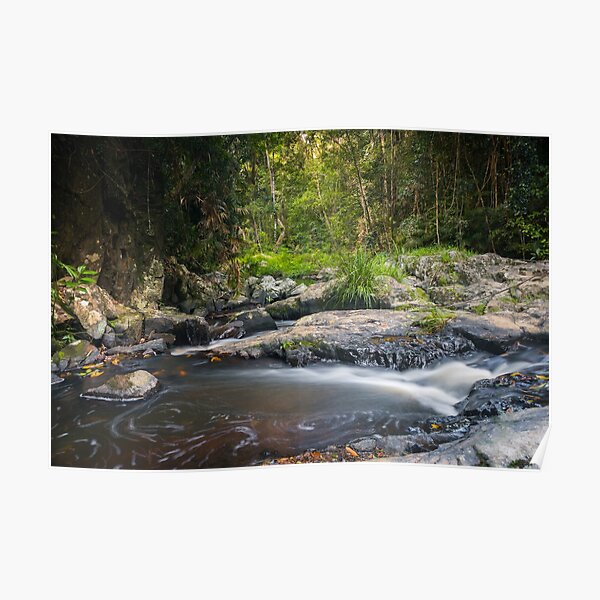 Junmrum Creek in Australian Rainforest Poster