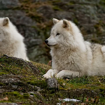 Artwork thumbnail, Arctic Wolves by WolvesOnly