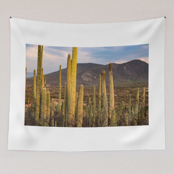 Item preview, Mexican desert cactuses at golden hour designed and sold by luisraultg.