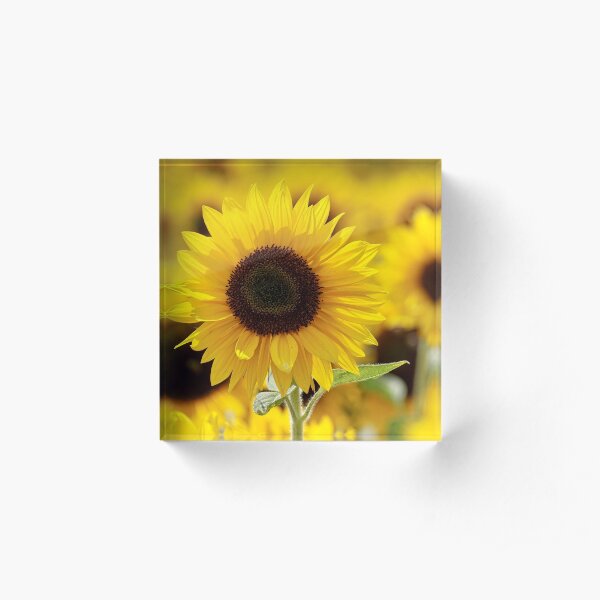 Sunflower Acrylic Block