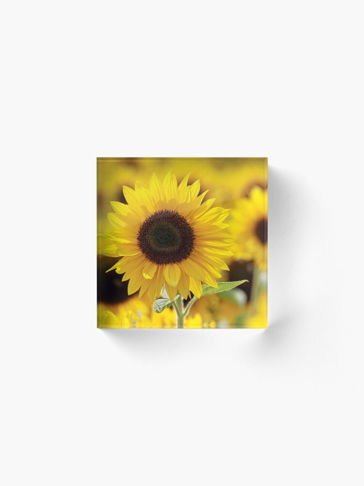 Alternate view of Sunflower Acrylic Block