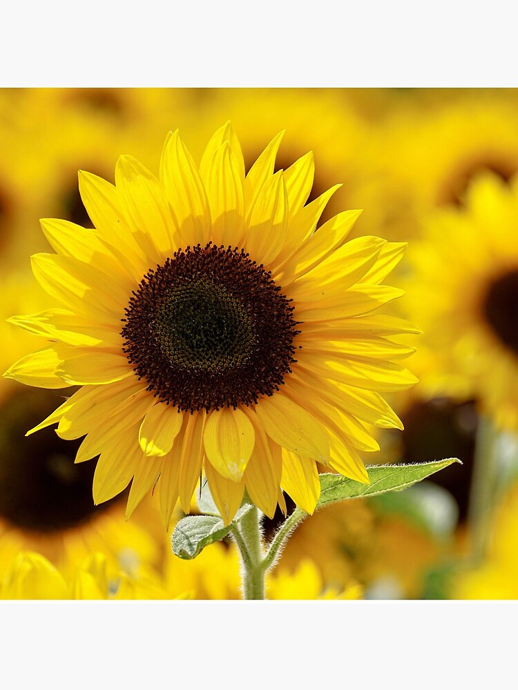 Sunflower by franceslewis