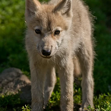 Vorschaubild zum Design Arctic Wolf Pup von WolvesOnly
