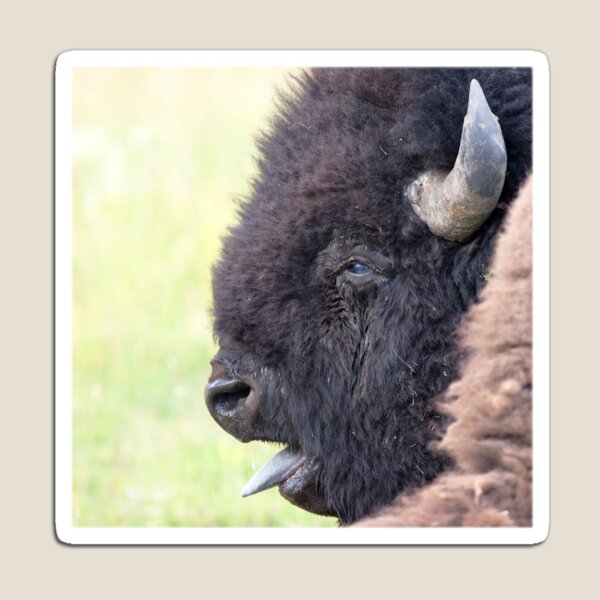 Watercolor Bison Bull 12, Yellowstone, WY Magnet
