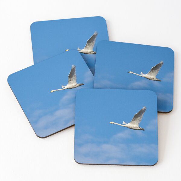Item preview, Going solo. Whooper swan designed and sold by Jouko Lehto Photography.