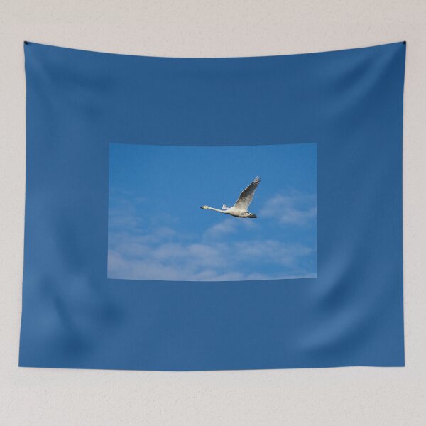 Item preview, Going solo. Whooper swan designed and sold by Jouko Lehto Photography.