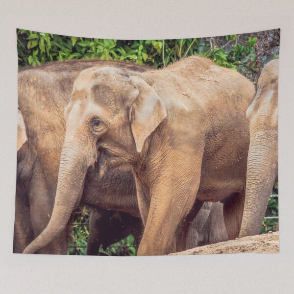 Item preview, Dirty Brown Elephants designed and sold by Steven Jodoin.