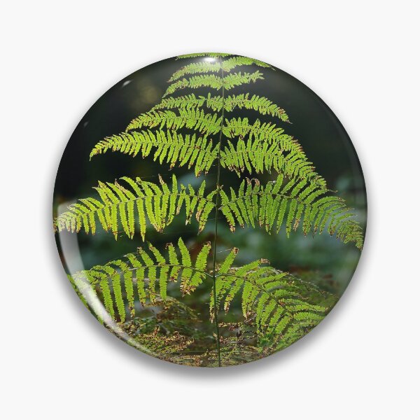 Artikelvorschau, Digitalfoto, Sunlit Fern entworfen und verkauft von SimonJohnson1.