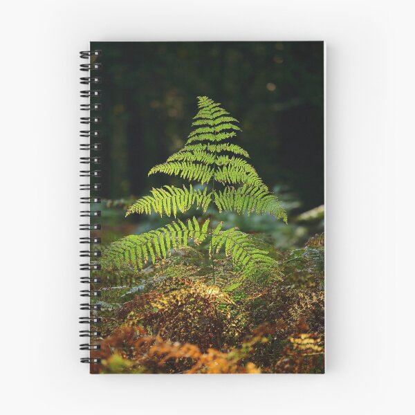 Item preview, Digital photograph,Sunlit Fern designed and sold by SimonJohnson1.